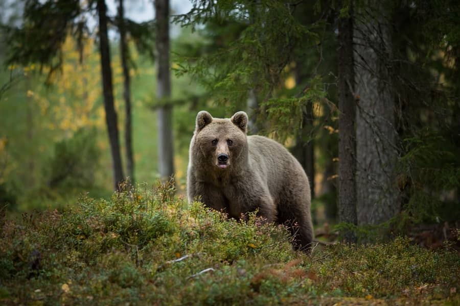 Bear in the Forest