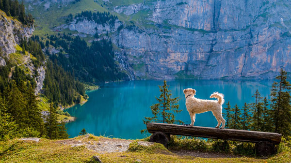 dog in the scenic outdoors overlooking a lake campsite