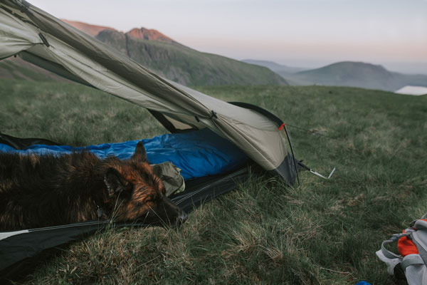dog in camping tent
