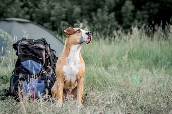 cute pitbull sitting outdoors next to a camping backpack