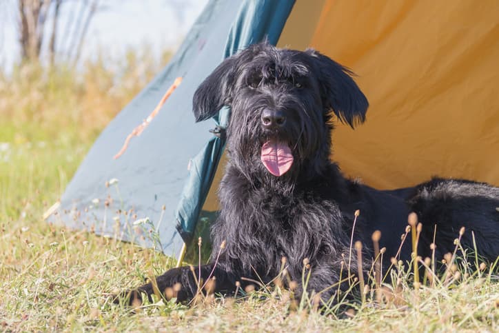 dog in a tent