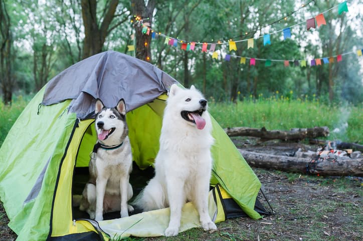 two huskies checking out a tent we reviewed