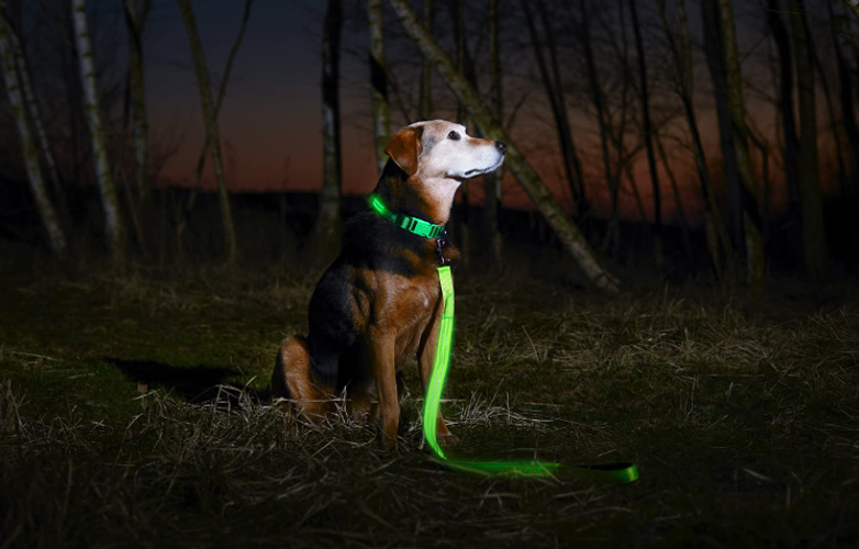 green LED dog collar and leash on a brown dog in the woods on a camping site