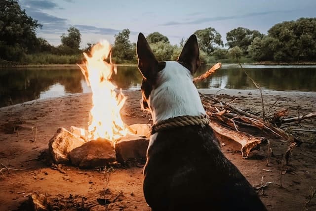 dog by campfire