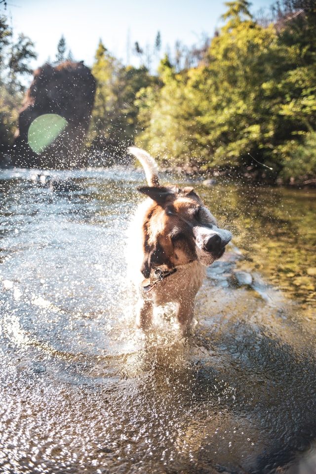 dog shaking water