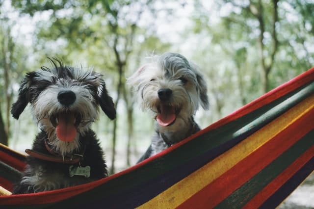 two dogs in a hammock