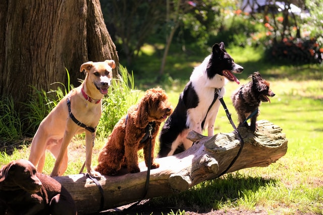 five dogs on a log hanging out on a camping trip