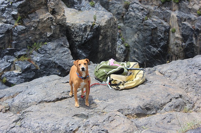 dog camping and hiking