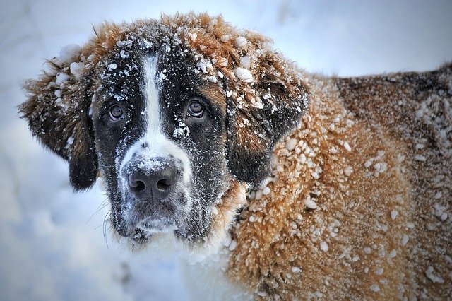 saint bernard dog covered in snow but trying to stay warm while camping