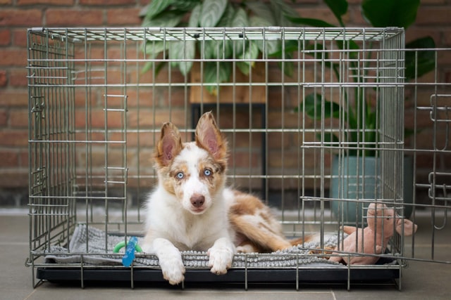 australian shepherd puppy in a dog kennel for camping